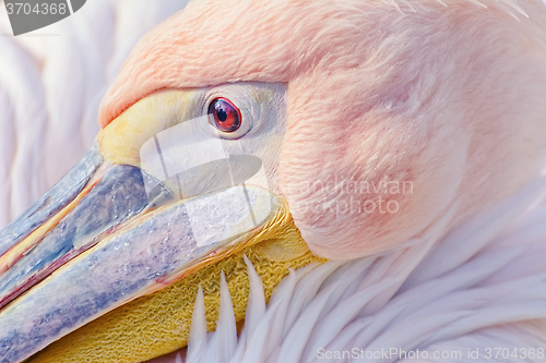 Image of Portrait of Pelican