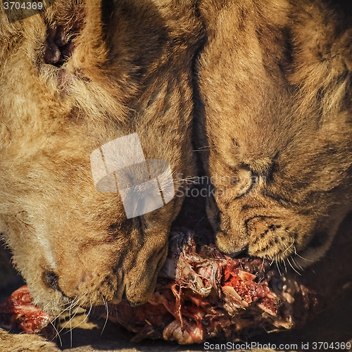 Image of Cubs Eating Meat