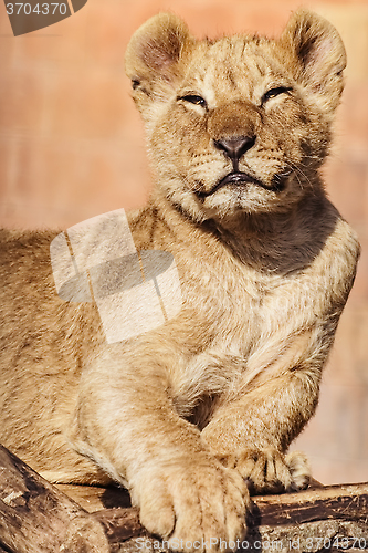 Image of Portrait of Young Lion