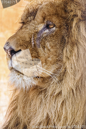 Image of Portrait of Lion