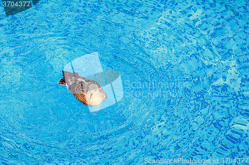 Image of Seagull in the Pool