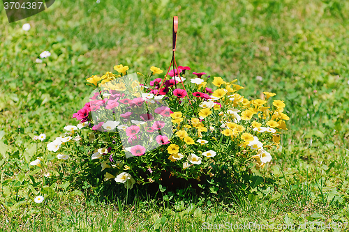 Image of Flowers in the Garden