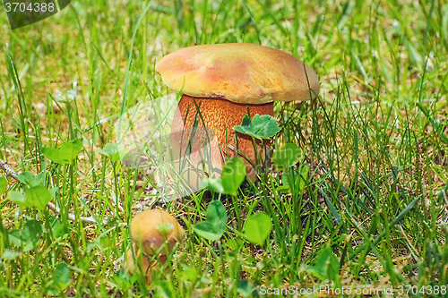 Image of Mushroom in the Grass