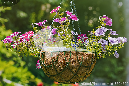 Image of Petunia Flowers