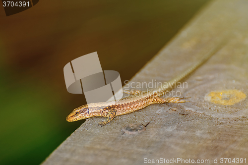 Image of Lizard on The Wooden Plank