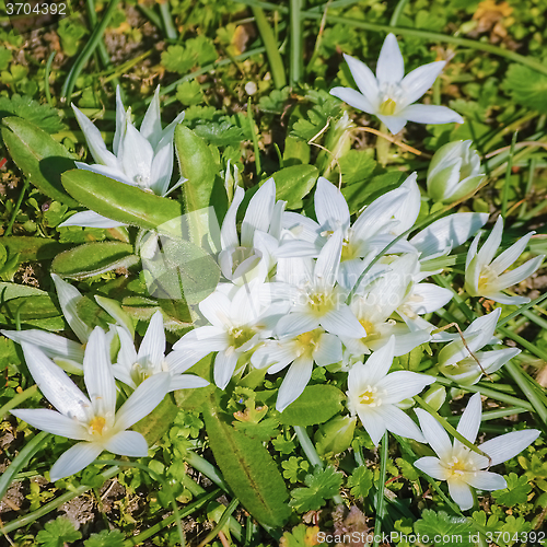 Image of Ornithogalum