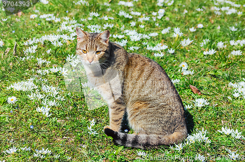 Image of Cat on the Field