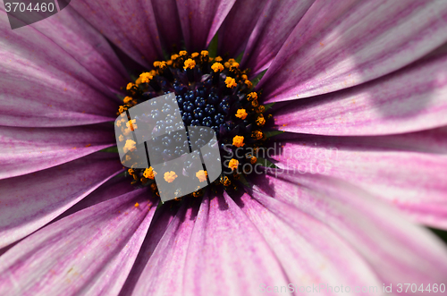 Image of Purple daisy Close up