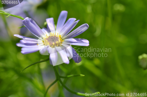 Image of Purple daisy Close up