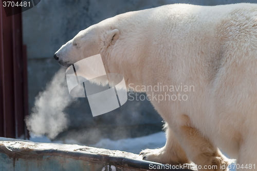 Image of White bear in zoo