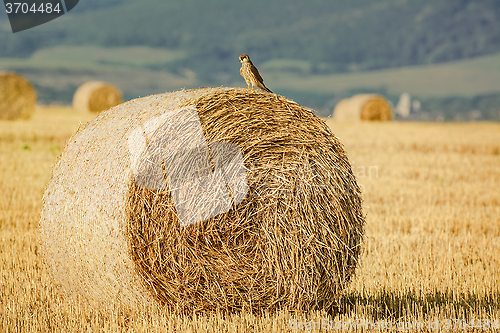 Image of Young Falcon