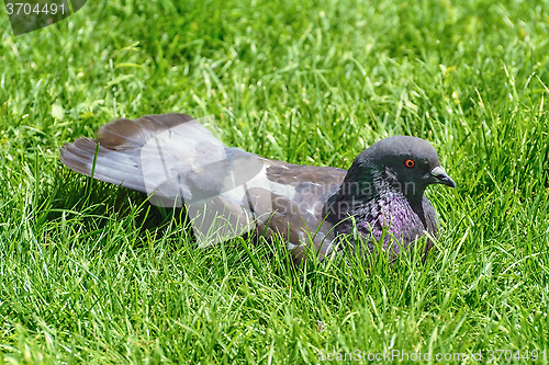 Image of Rock Dove