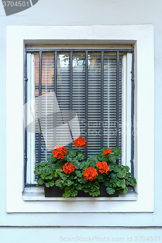 Image of Red Flowers