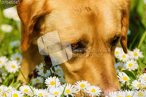 Image of Dog Smelling Flowers