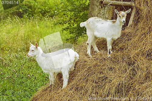 Image of White Goats