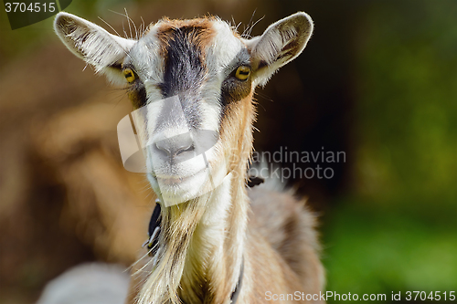 Image of Goat