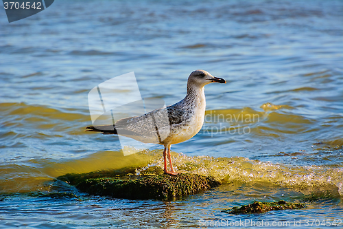 Image of Sea Gull