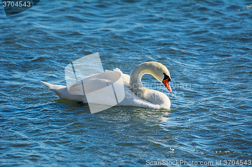 Image of Swan