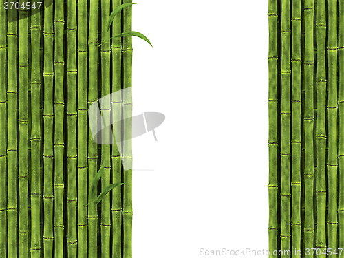 Image of Bamboo