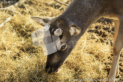 Image of Deer