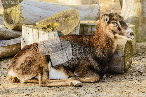 Image of Goat