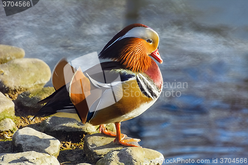 Image of Mandarin Duck