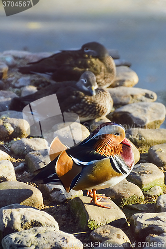 Image of Mandarin Duck