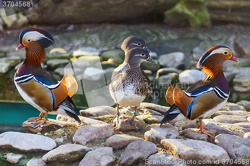 Image of Mandarin Ducks