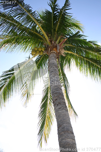 Image of Coconut palm tree