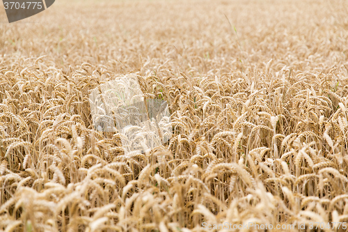 Image of field of ripening wheat ears or rye spikes