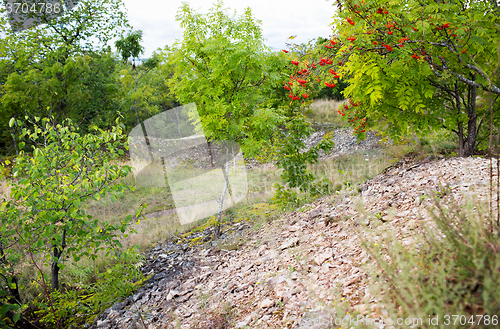 Image of close up of rocky hill and trees