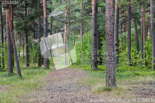 Image of summer pine forest and path