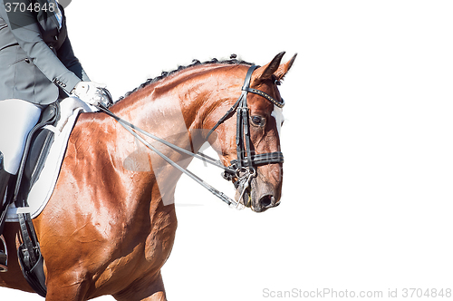 Image of Bay horse: dressage - with clipping path