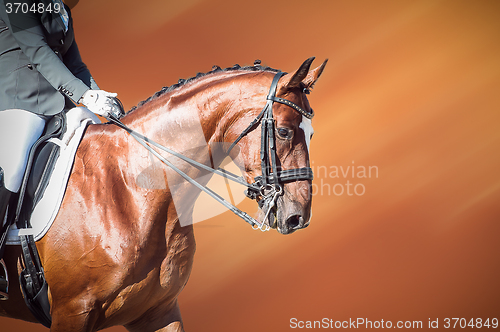 Image of Bay horse: dressage - equestrian sport