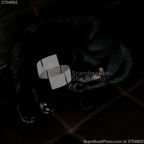 Image of black cat on leather