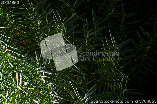 Image of rosemary plant close up