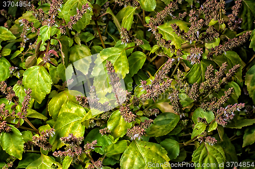 Image of vibrant patchouly in bloom