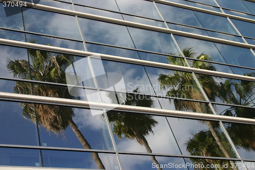 Image of Palm trees reflecting