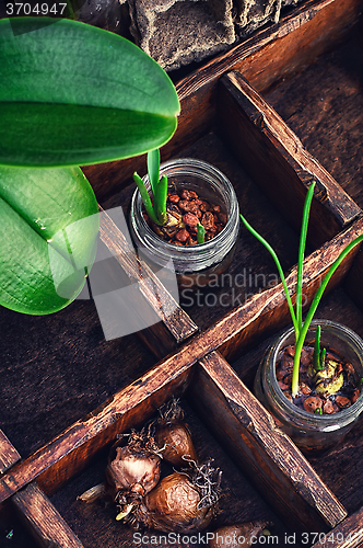 Image of Flowers sprouted in glass jars