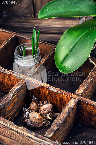 Image of Flowers sprouted in glass jars