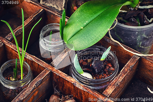 Image of Flowers sprouted in glass jars