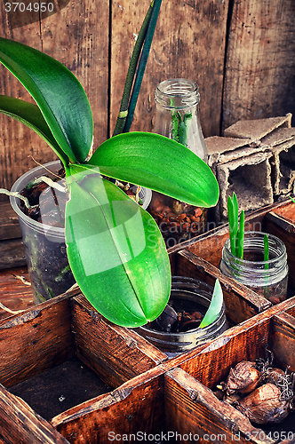 Image of Flowers sprouted in glass jars