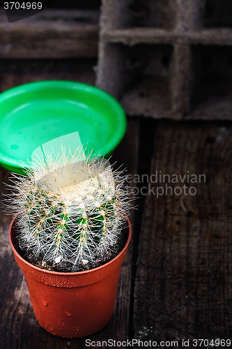 Image of Beautiful little cactus