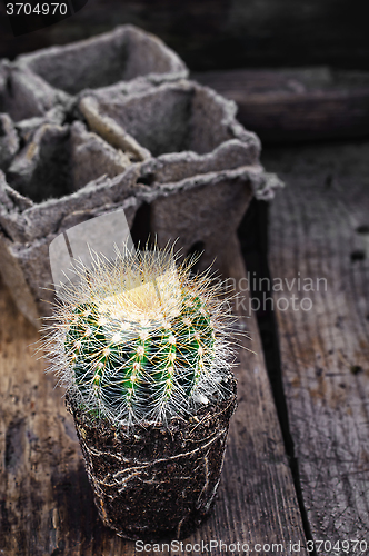 Image of Beautiful little cactus