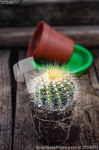 Image of Beautiful little cactus