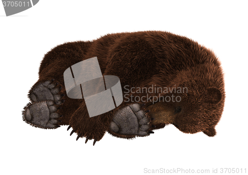 Image of Grizzly Bear Sleeping