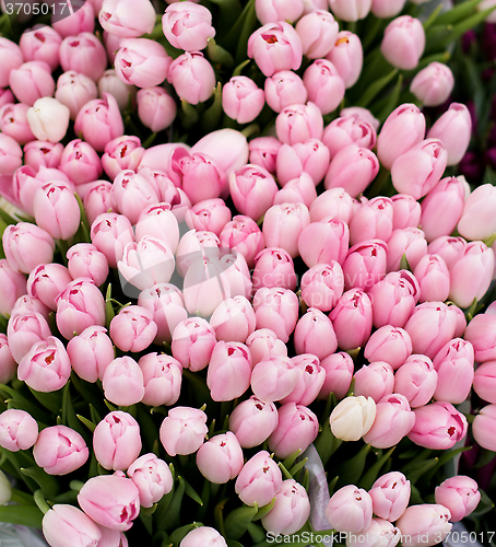 Image of Pink Tulips