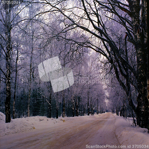 Image of Dirty Winter Avenue with frosty Birch in grey Winter Weather.