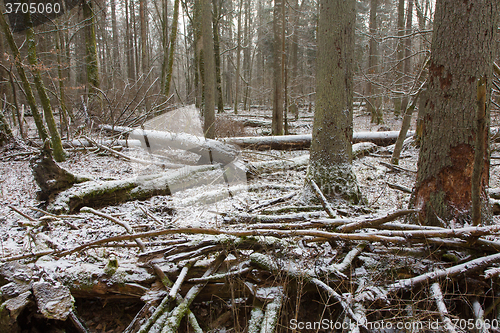 Image of Trees snow wrapped snowfall after