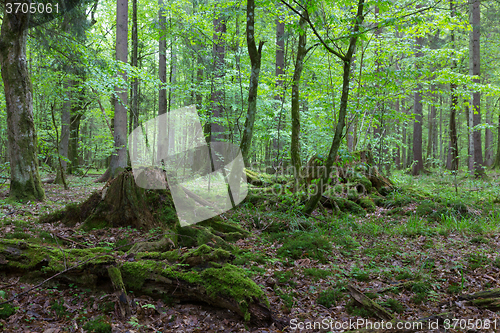 Image of Deciduous stand of Bialowieza Forest in autumn